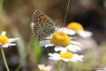 Lycaena tityrus (İslibakırgüzeli)